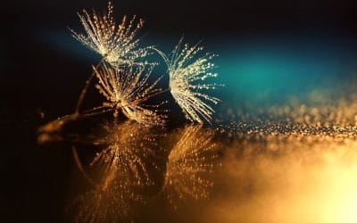 The Power of Gratitude