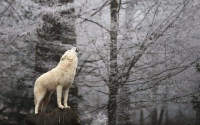 The Difference between Good Leaders and Great Leaders