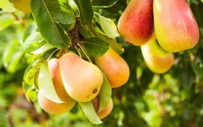 Plucking the “Low-Hanging Fruits”