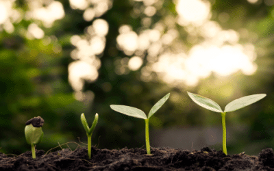 The Power of A Seed
